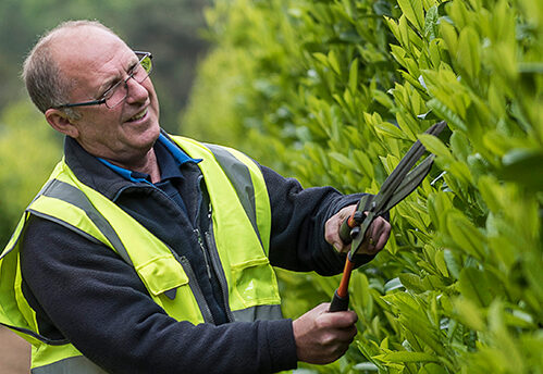 Nurseryman pruning laurel