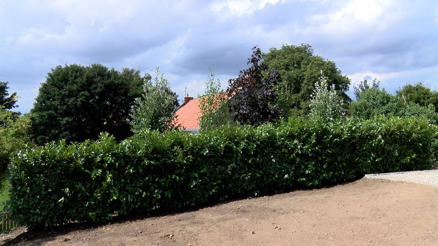 House hidden by instant hedging