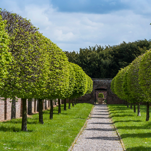 A row of trees