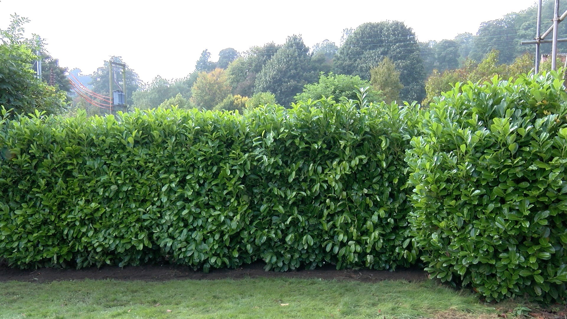 Garden after laurel hedge
