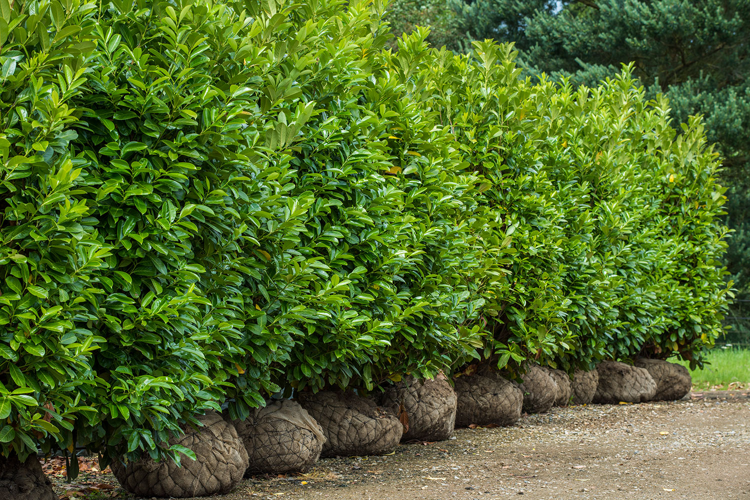 Instant Laurel hedge blocks