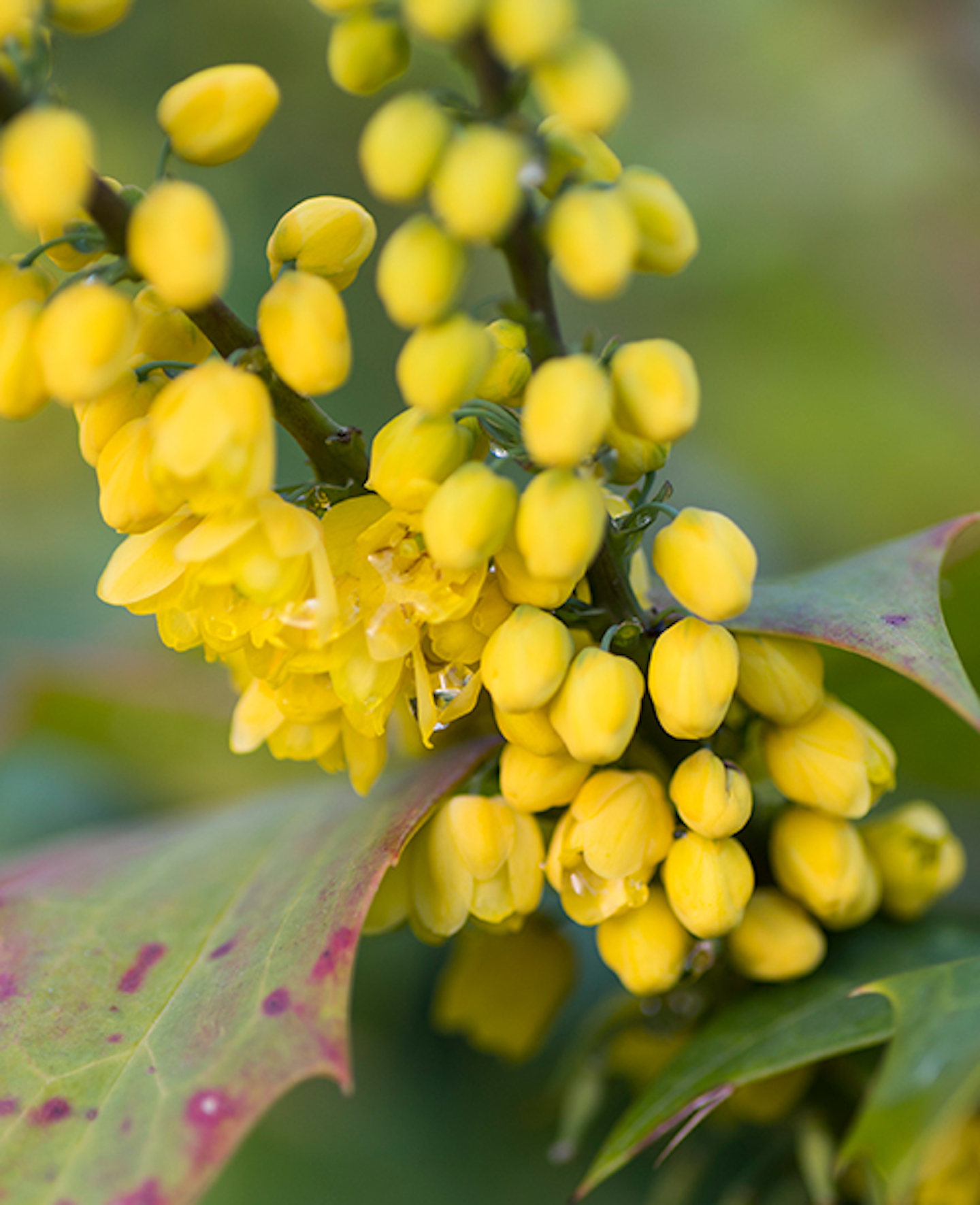 Yellow shrub
