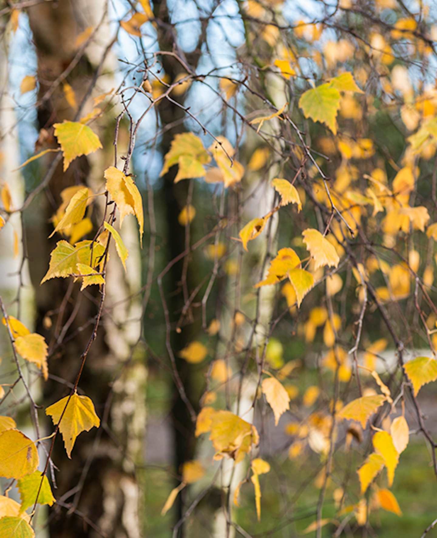 Autumn tree leaves