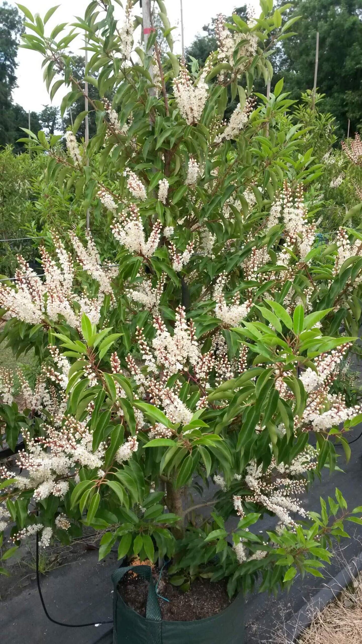 Portuguese Laurel in flower