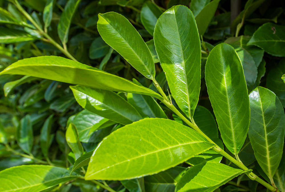 tall laurel hedge plants - laurel leaves close up