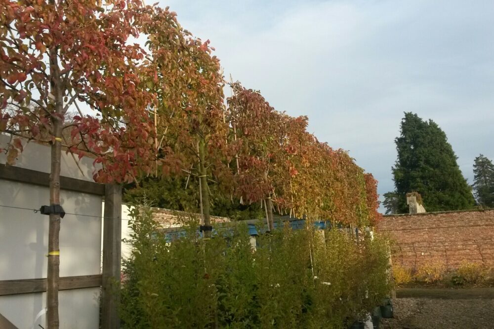 Ornamental pear trees