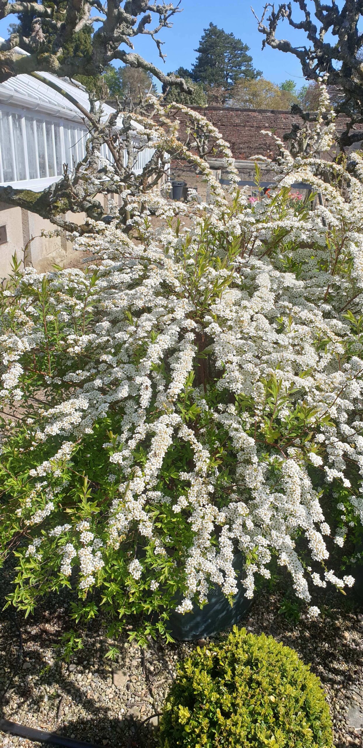 Bridal wreath