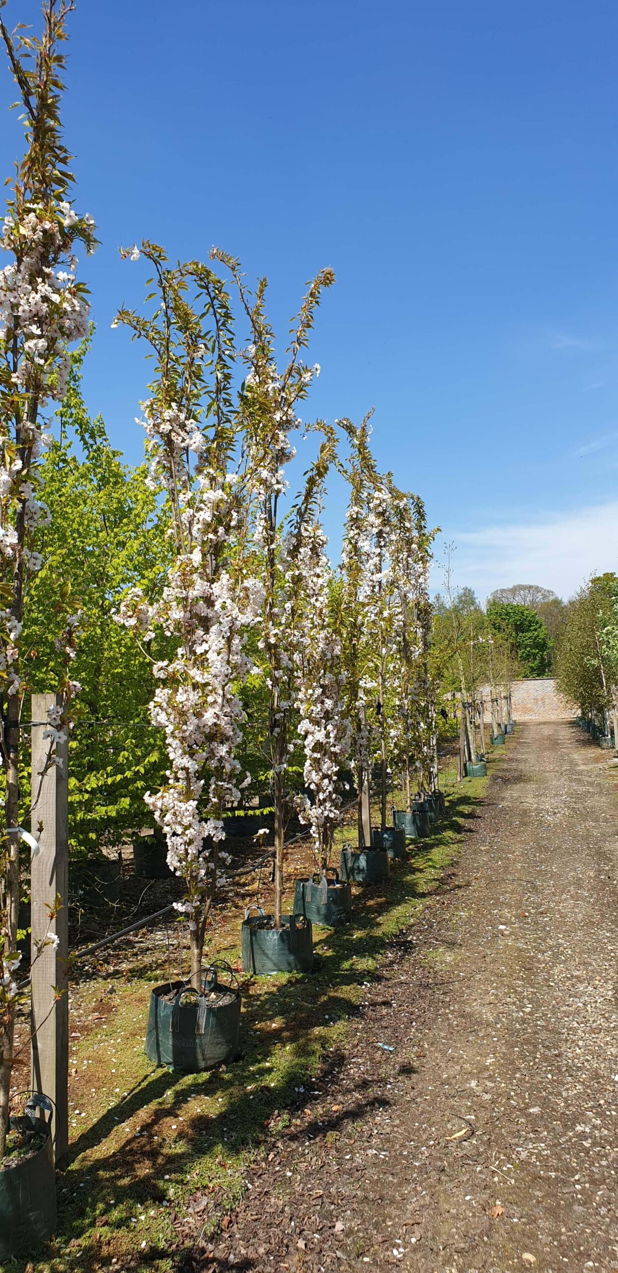 Flagpole cherry trees