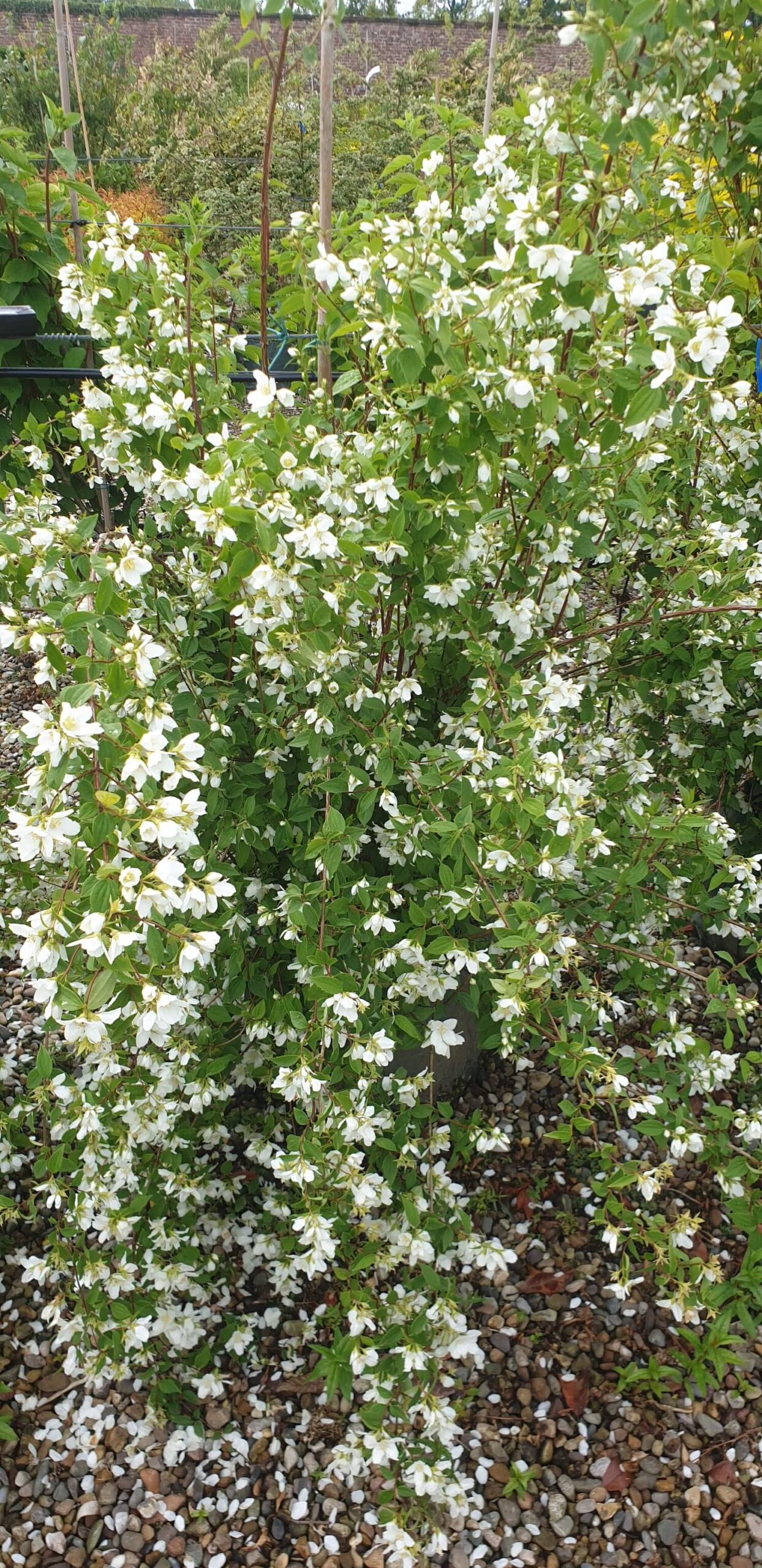 Mock Orange