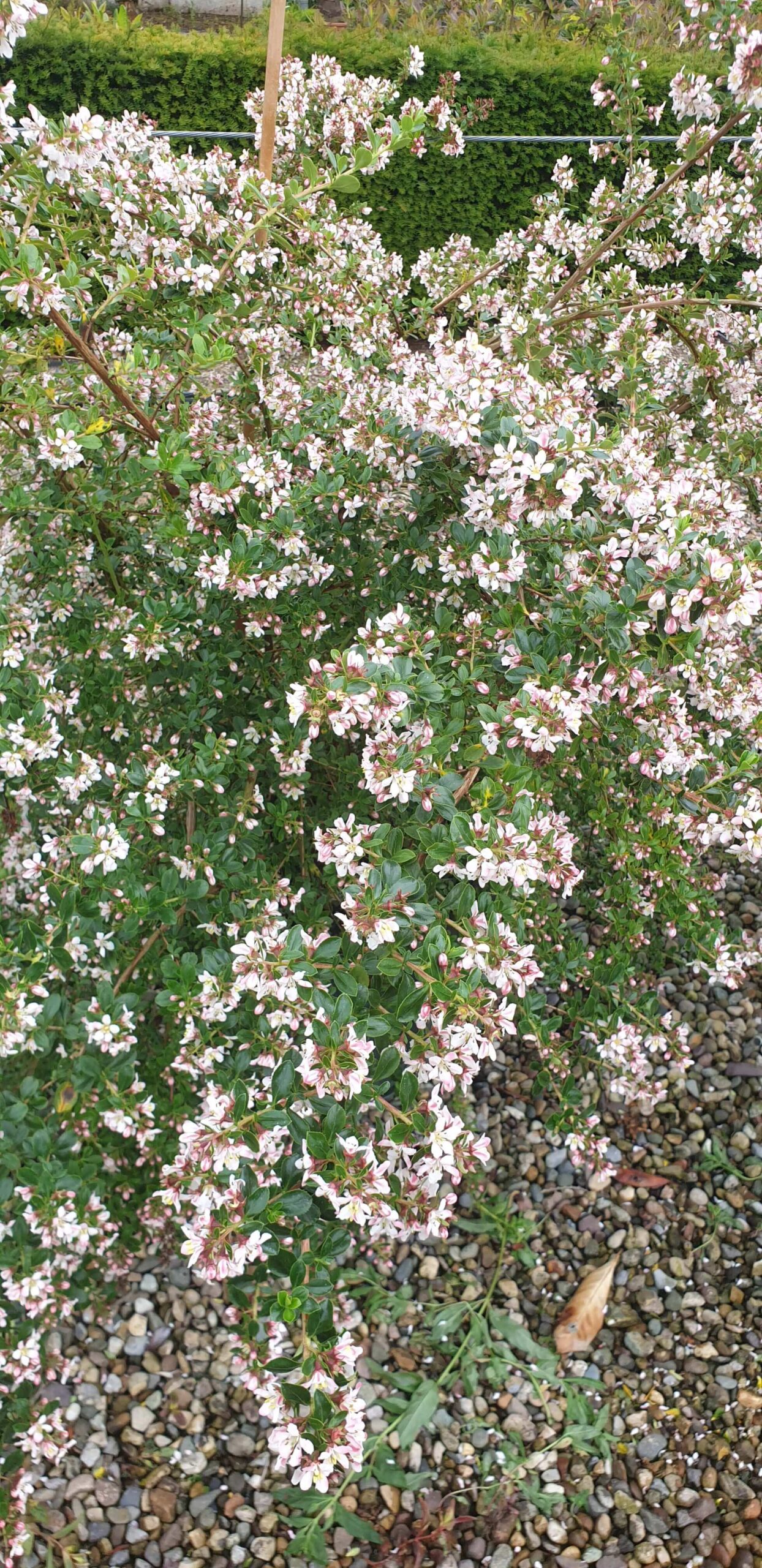 Apple Blossom