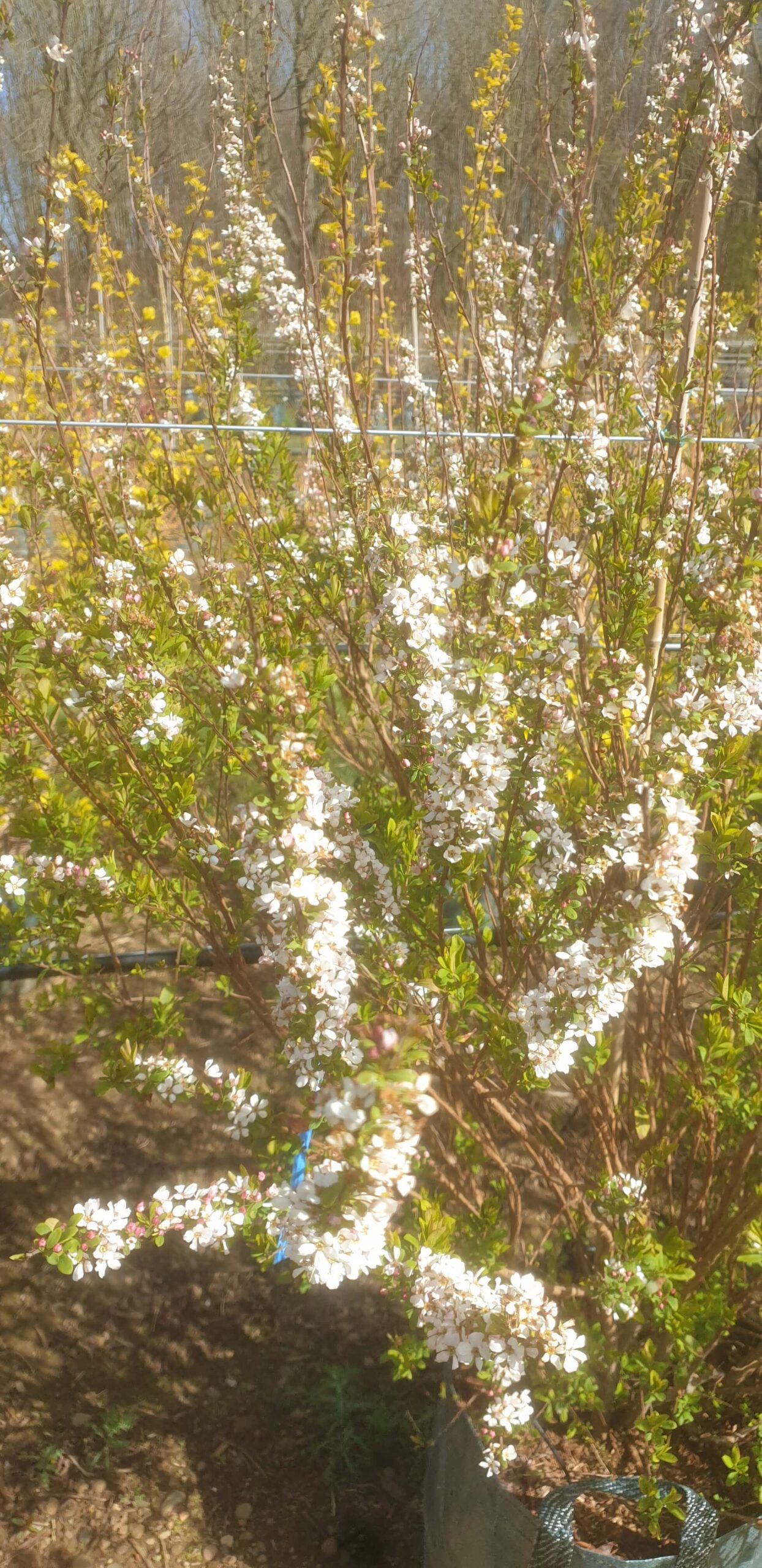 Pink Bridal Wreath