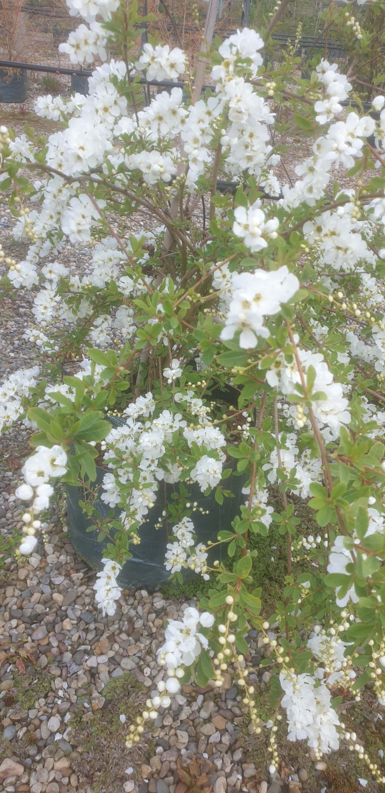 Exochorda macrantha 'The Bride'