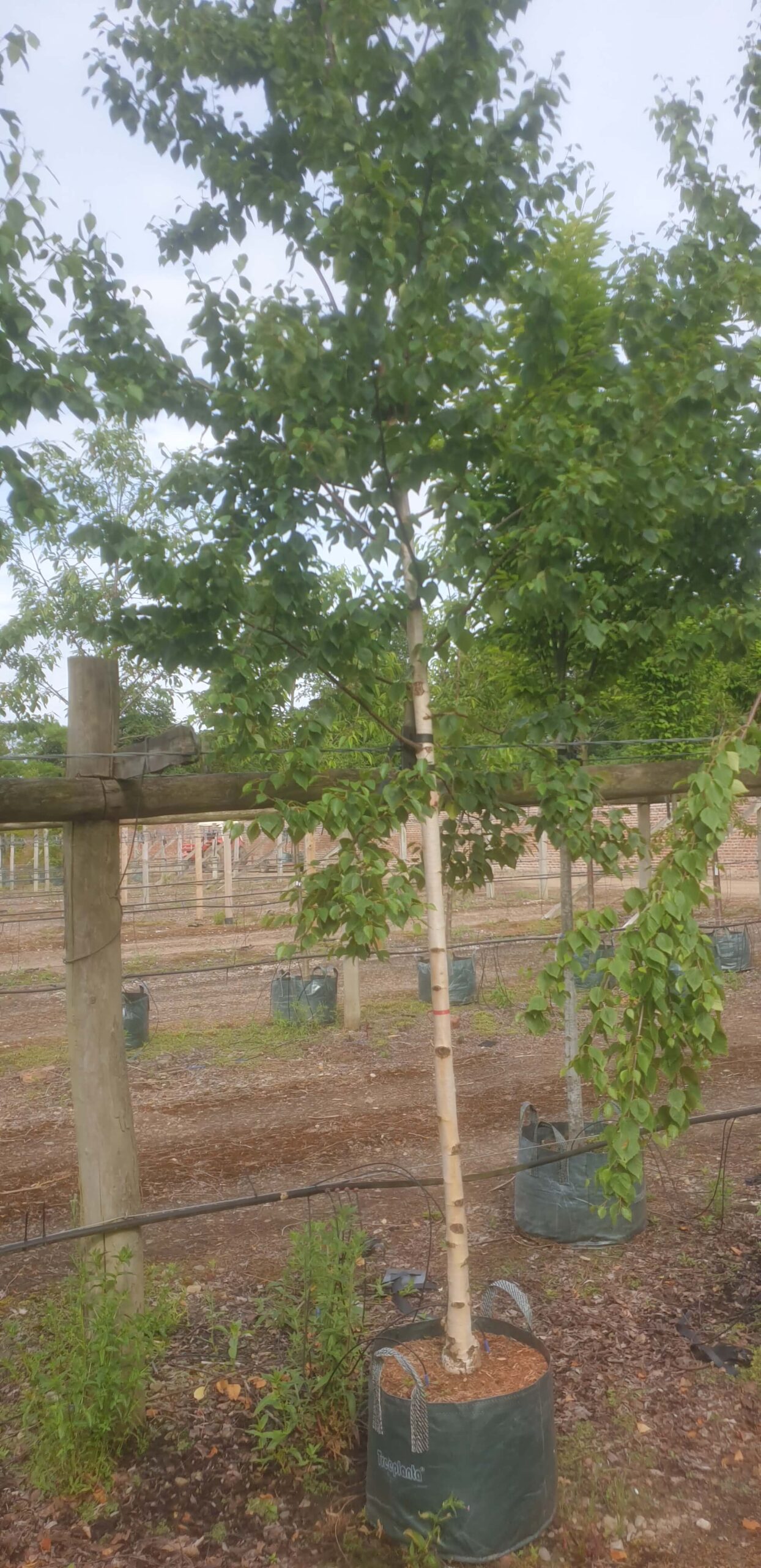 Erman's Birch