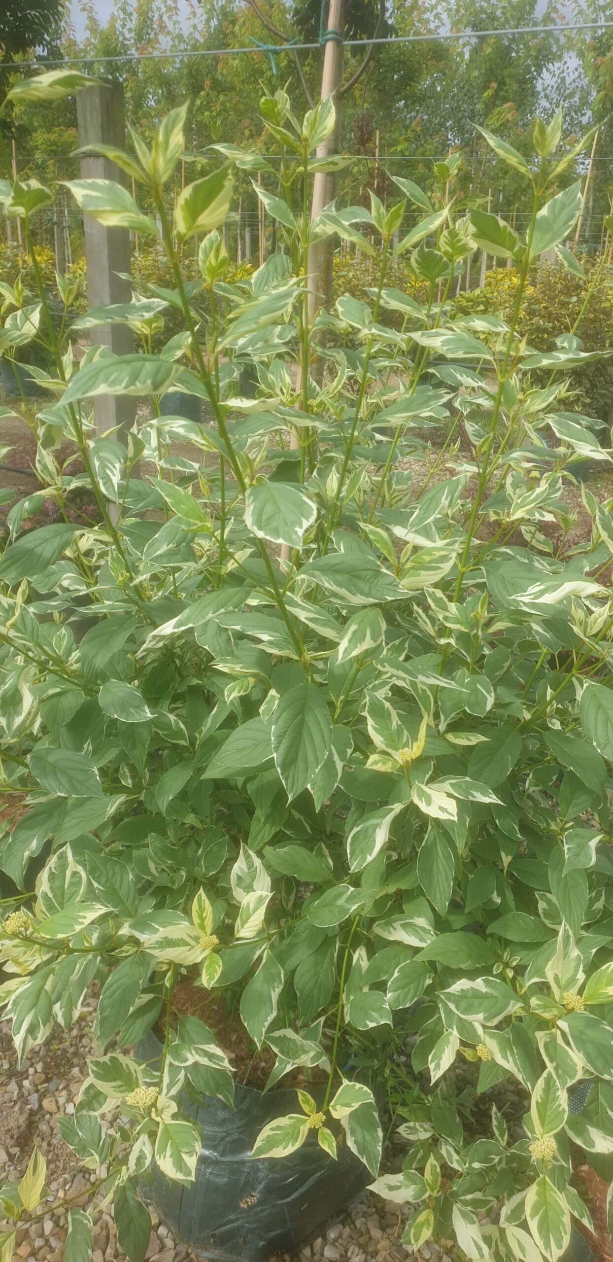 Dog Wood