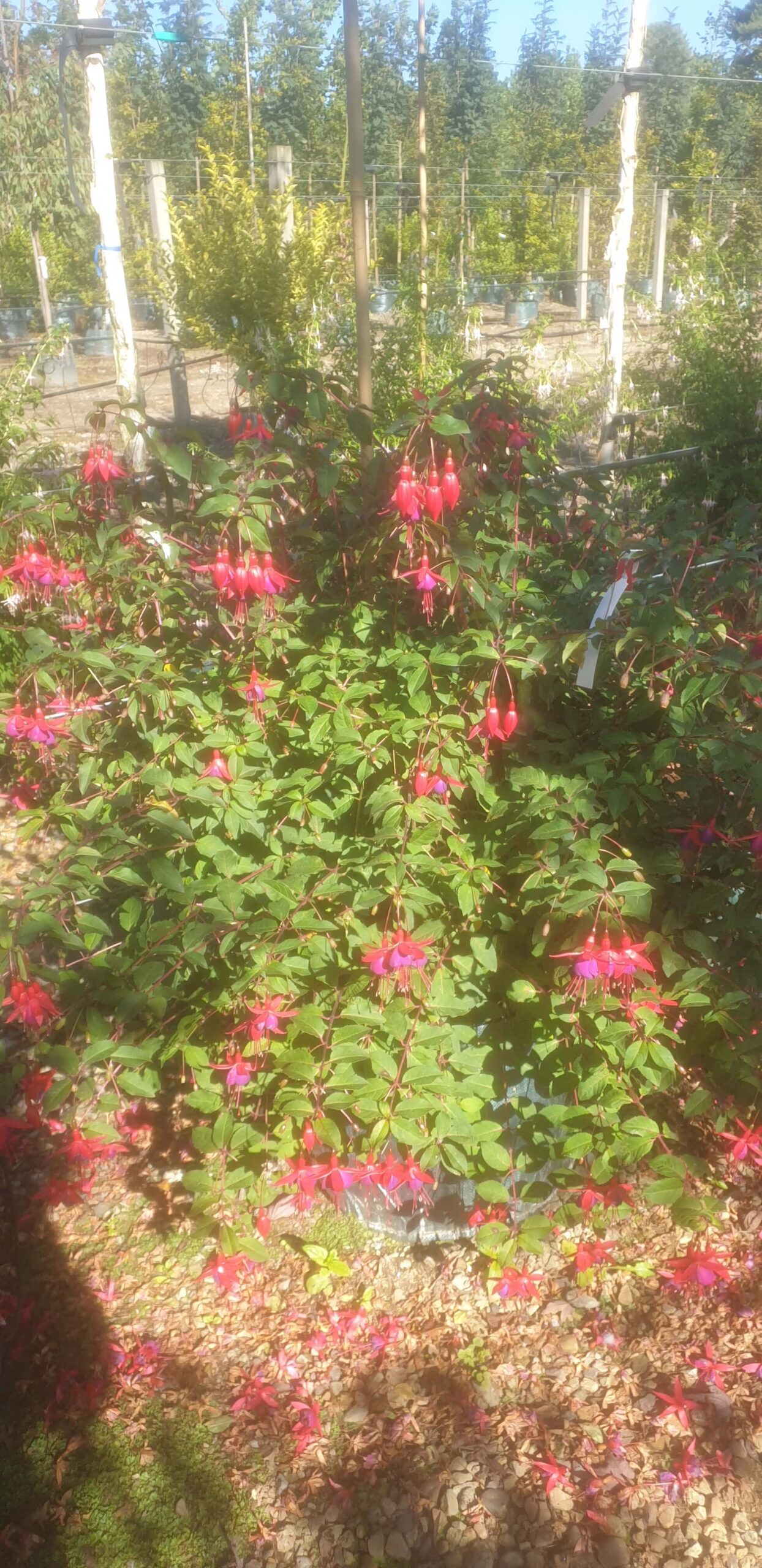 Fuchsia 'Mrs Popple'
