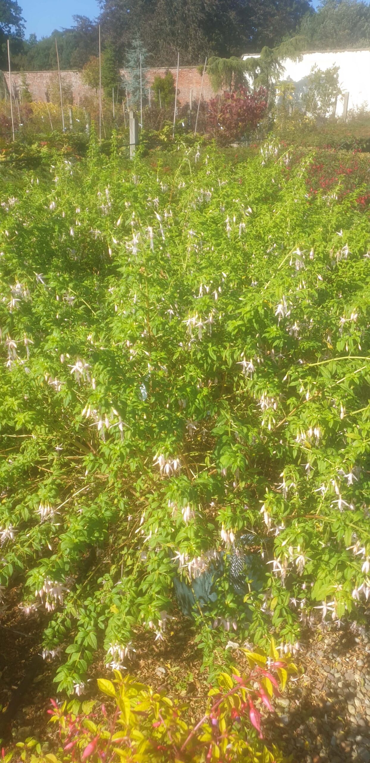 Fuchsia magellanica 'Alba'