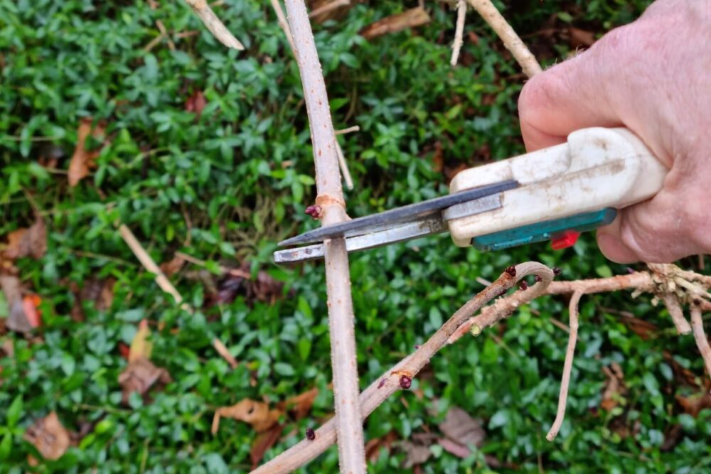 Pruning deciduous shrubs
