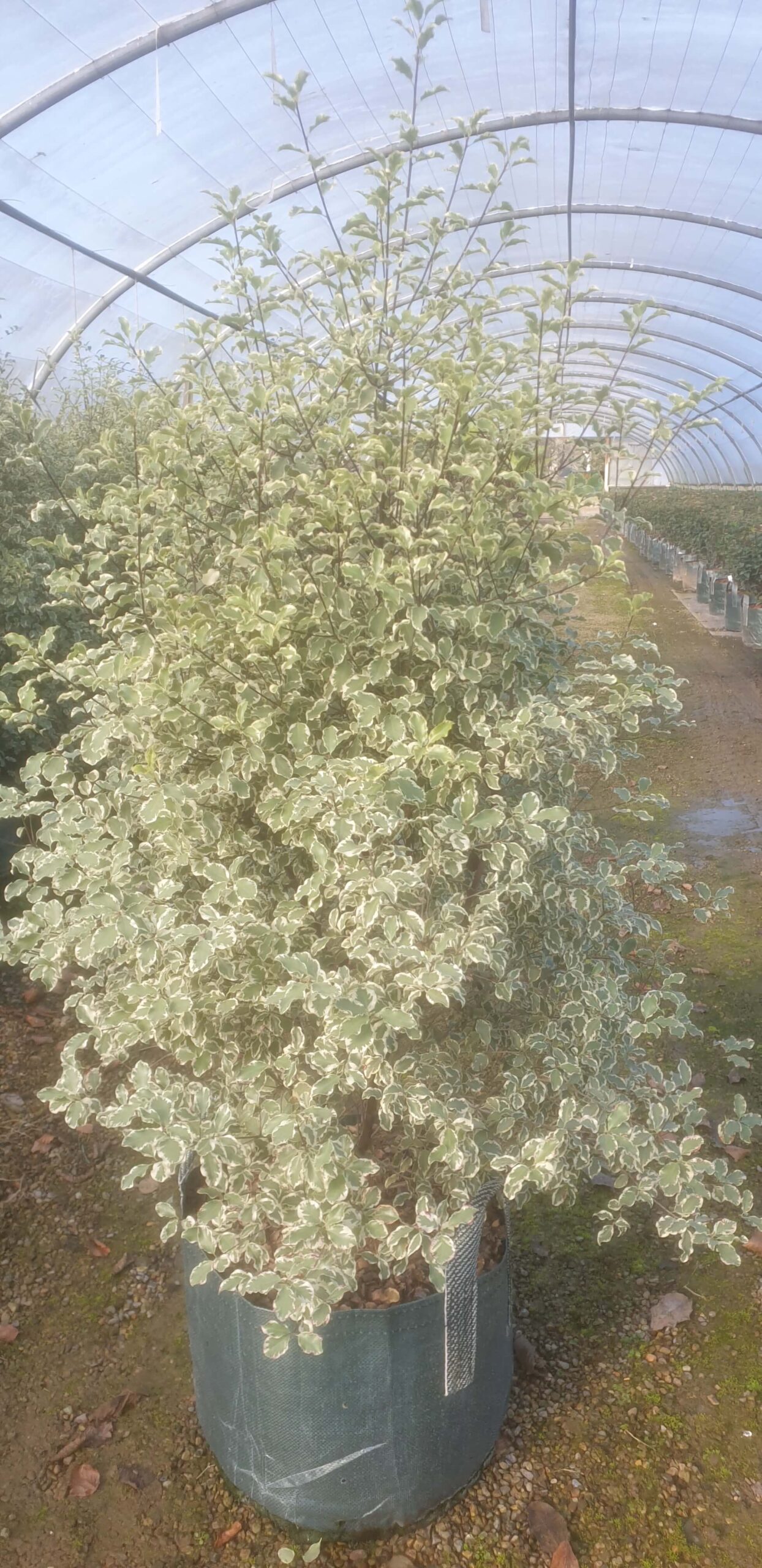 Pittosporum tenuifolium 'Silver Queen'
