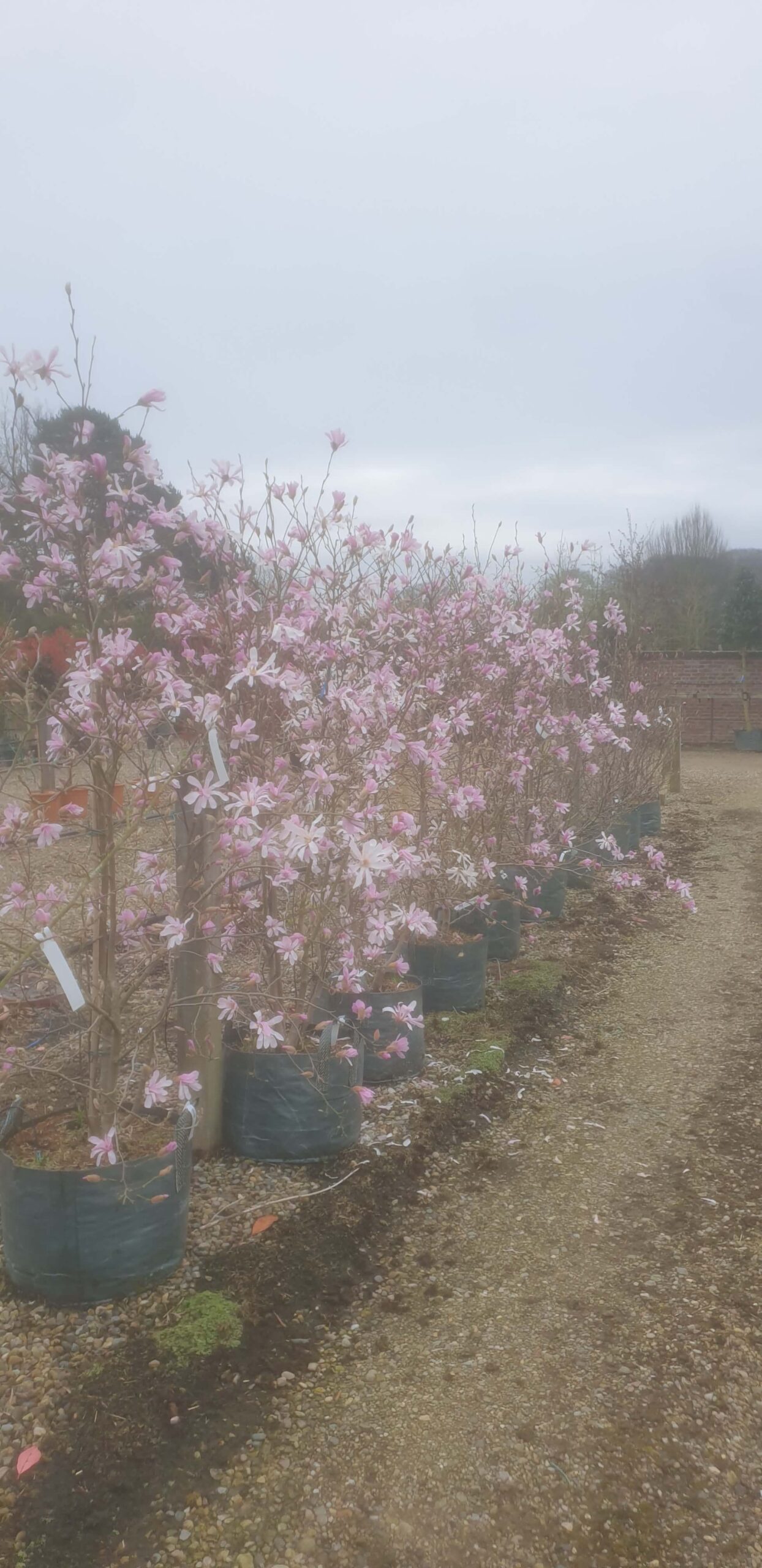 Magnolia x loebneri 'Leonard Messel'