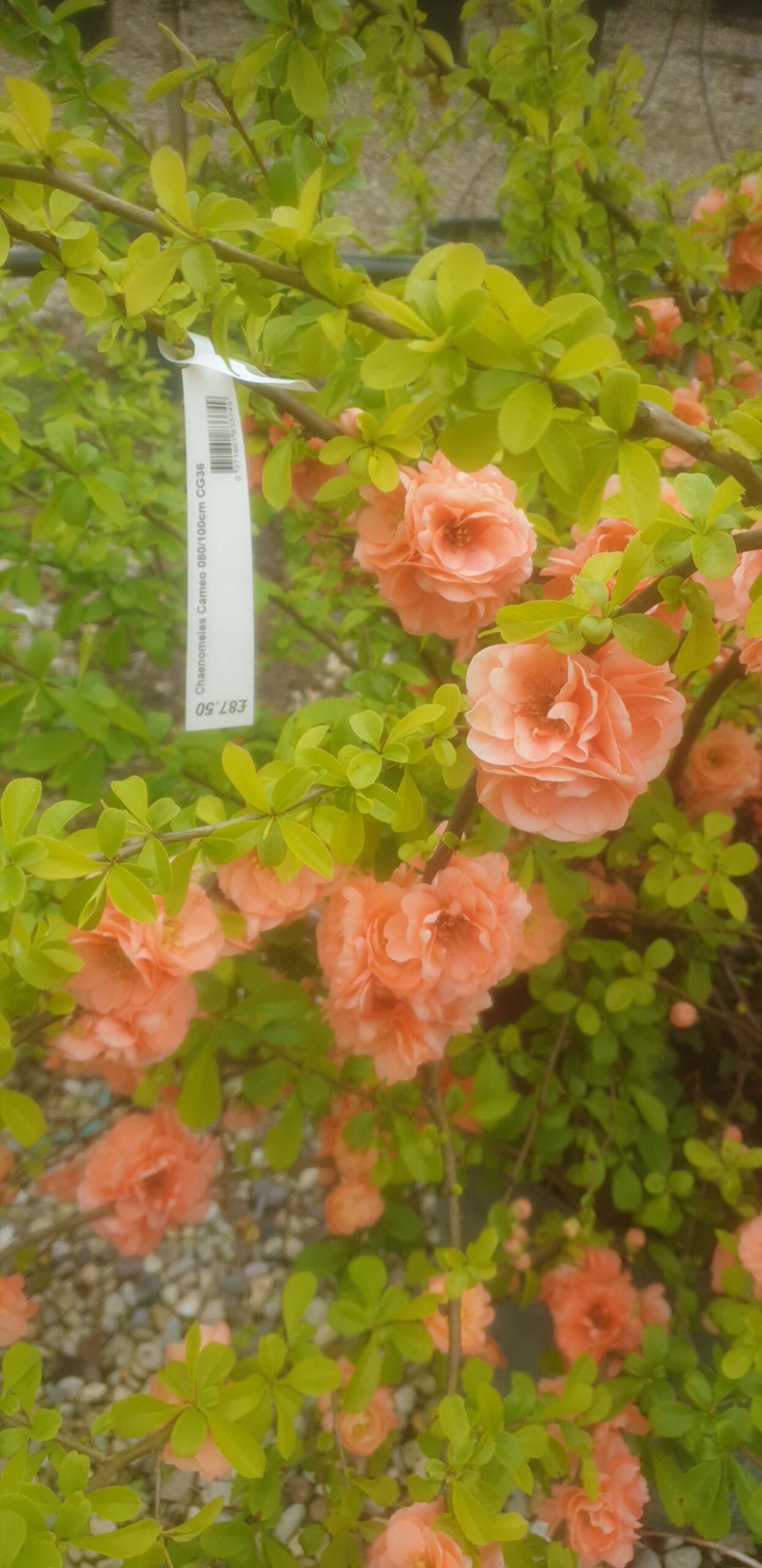 Flowering Japanese Quince Cameo