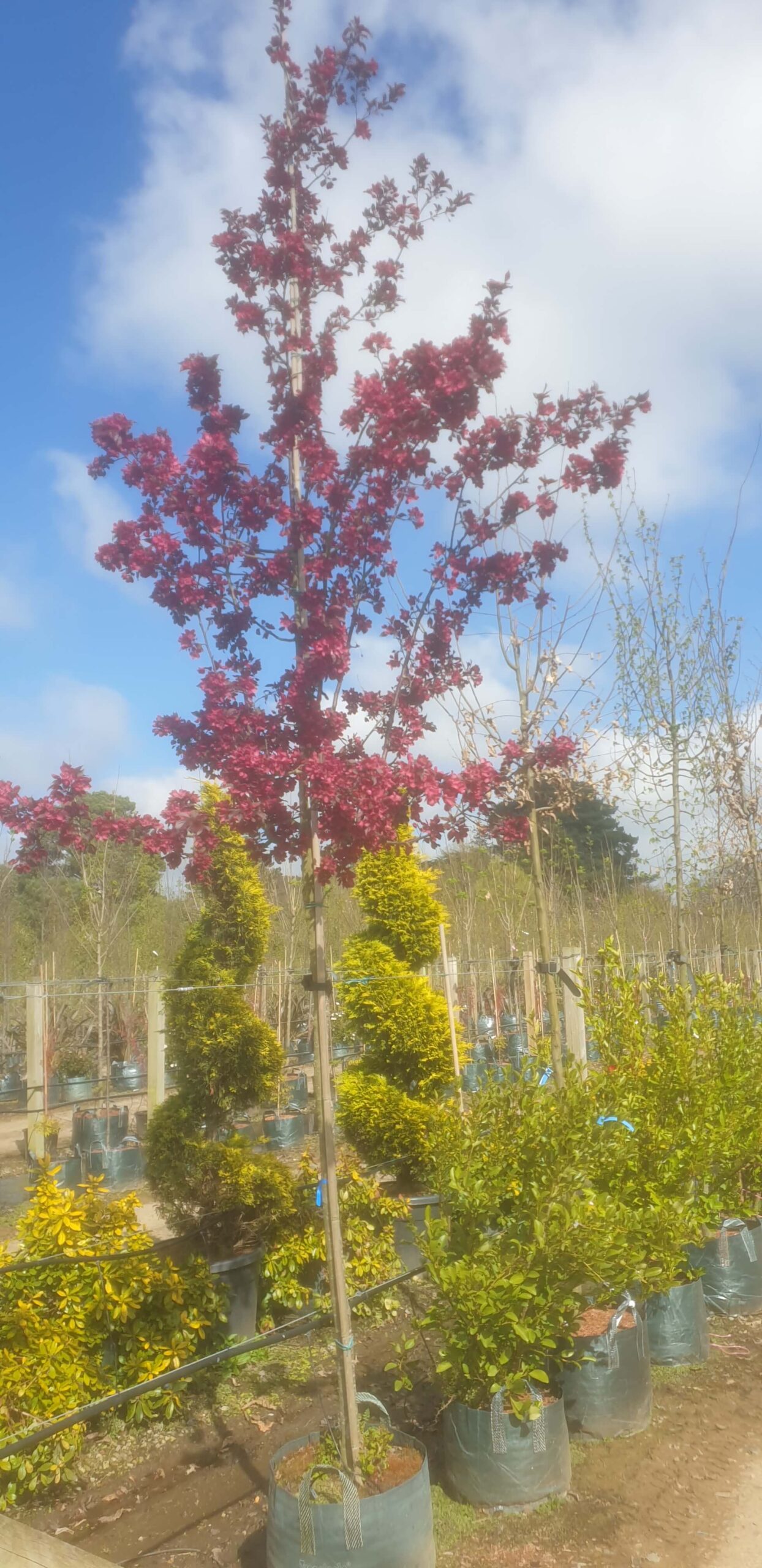 Crab apple toringo Scarlet