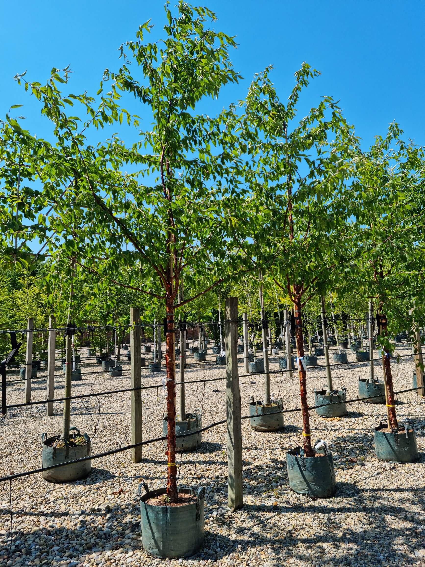 Tibetan Cherry trees