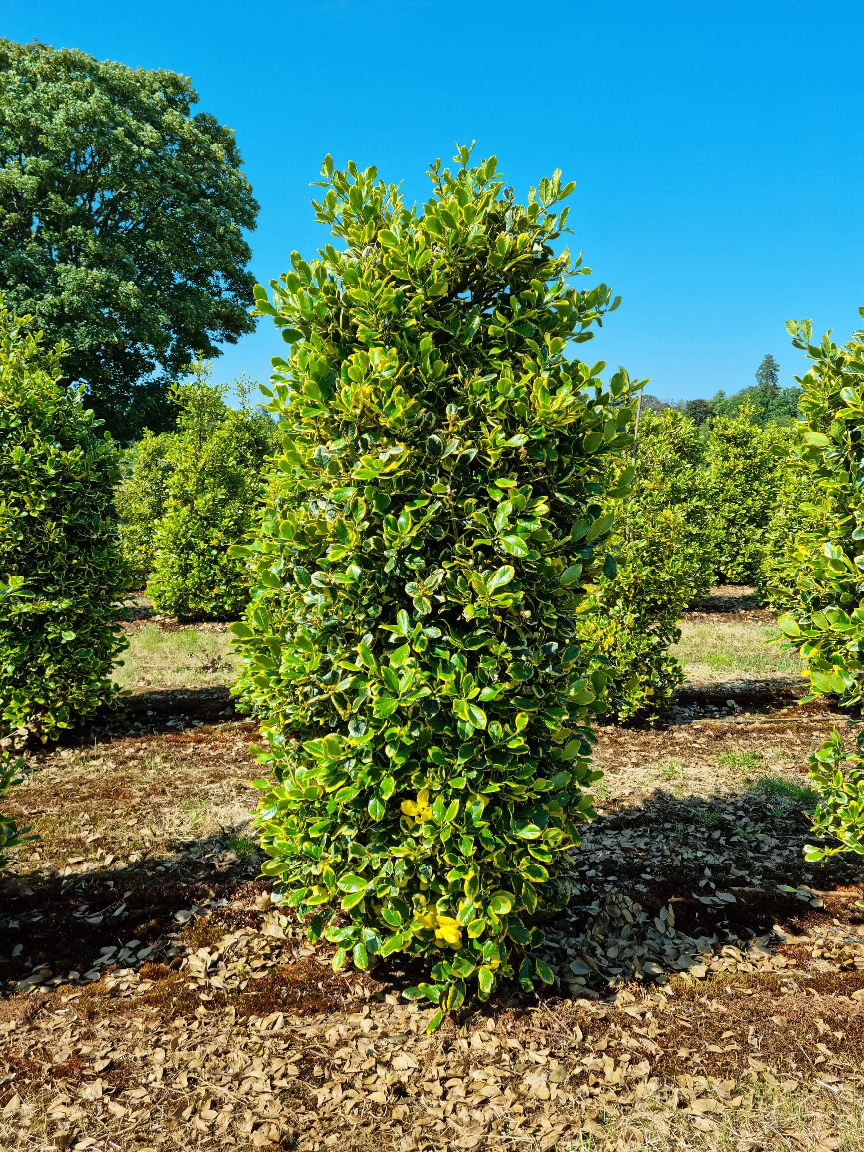 Ilex golden king holly