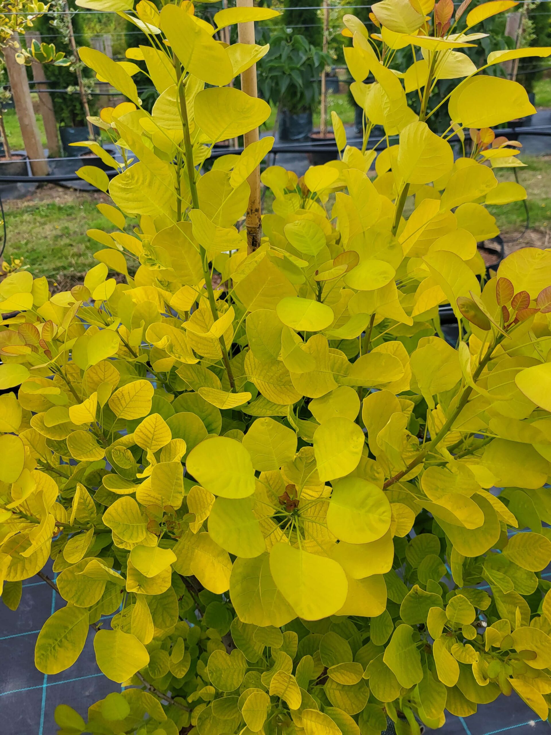 Golden Spirit (Smoke bush)