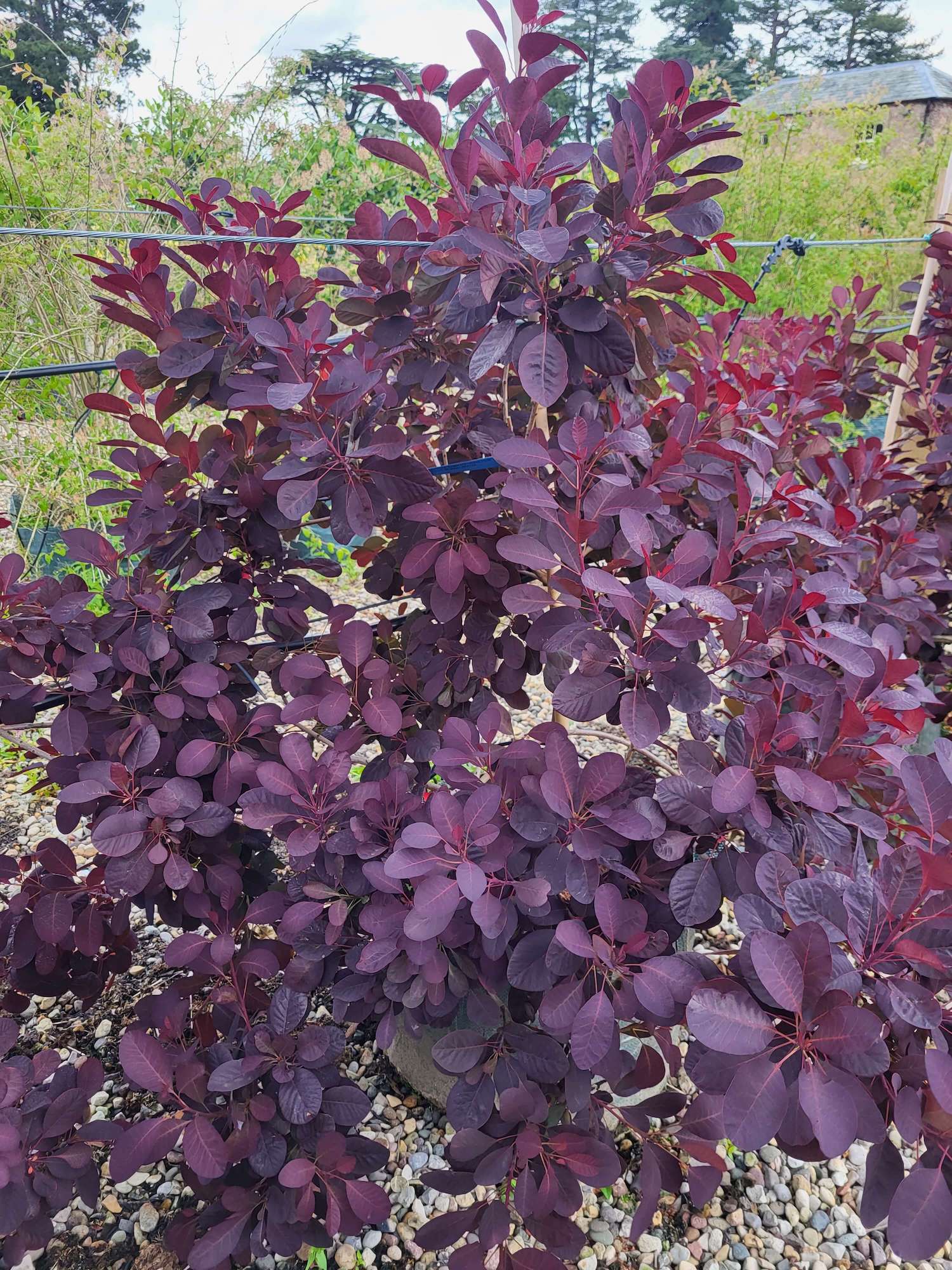 Smoke bush