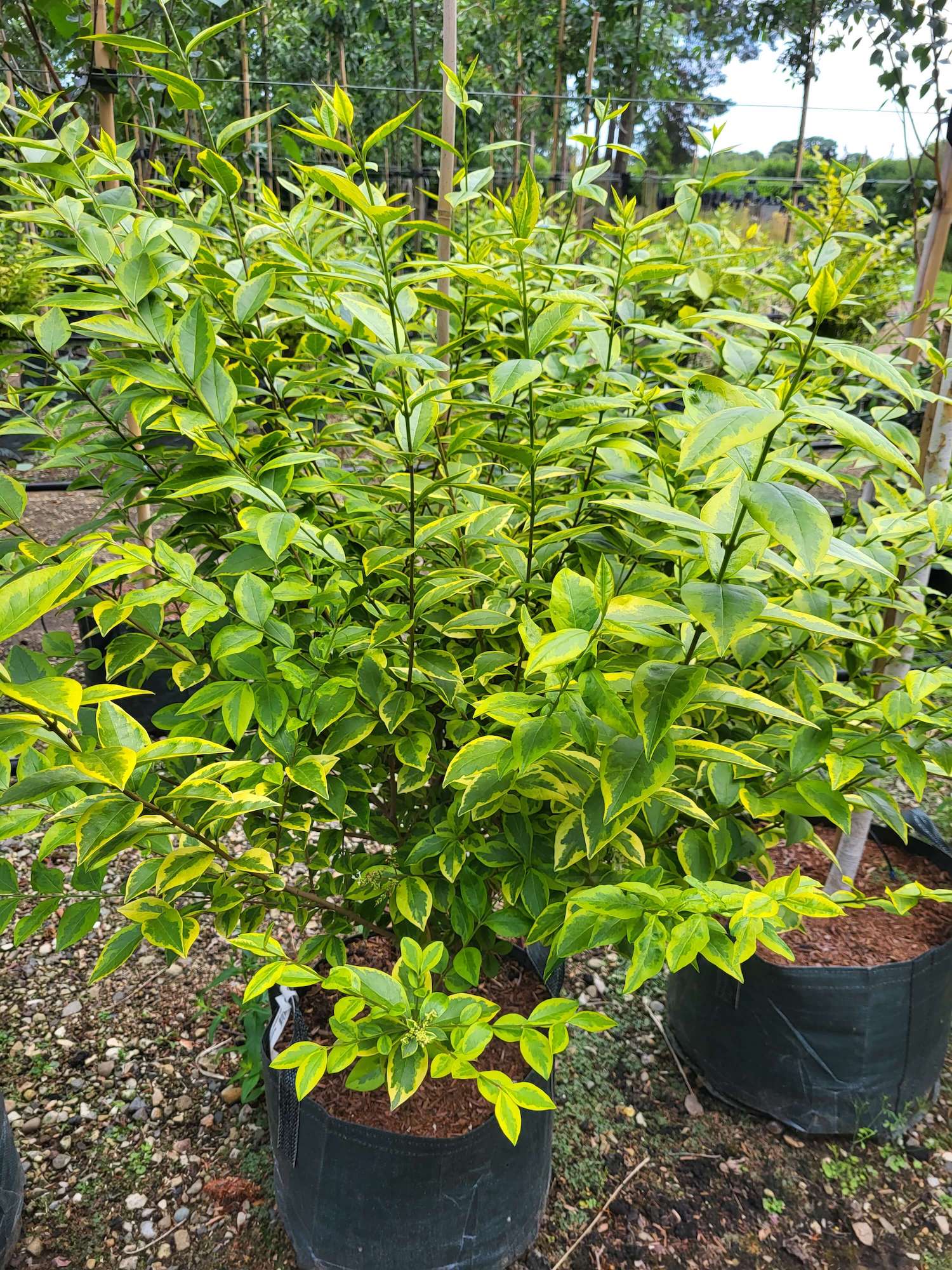 Golden privet