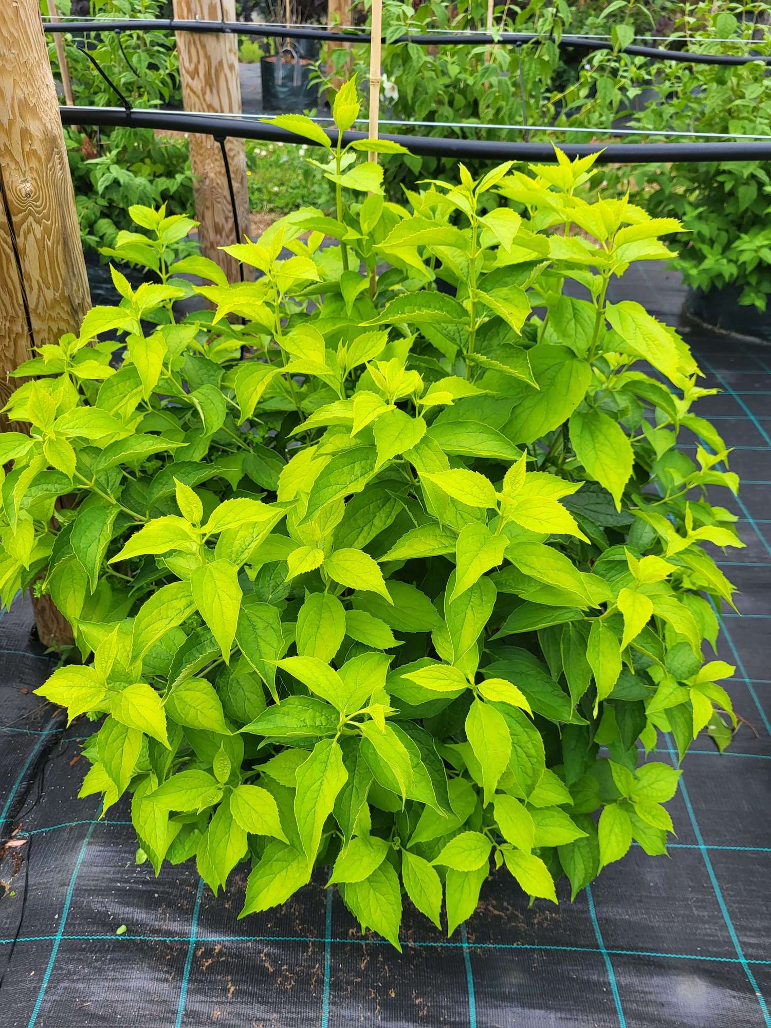 Golden mock orange