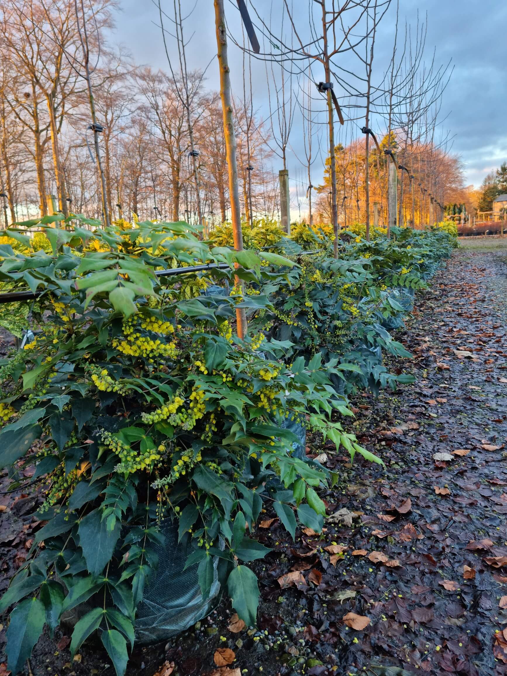 Mahonia japonica Bealii