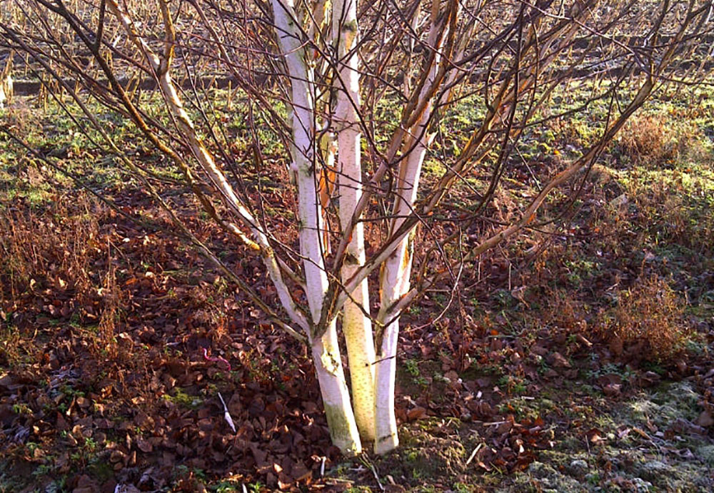 Himalayan birch - multistem
