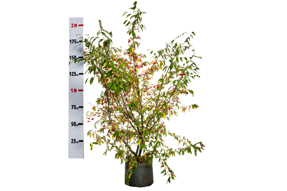 Cotoneaster Cornubia size
