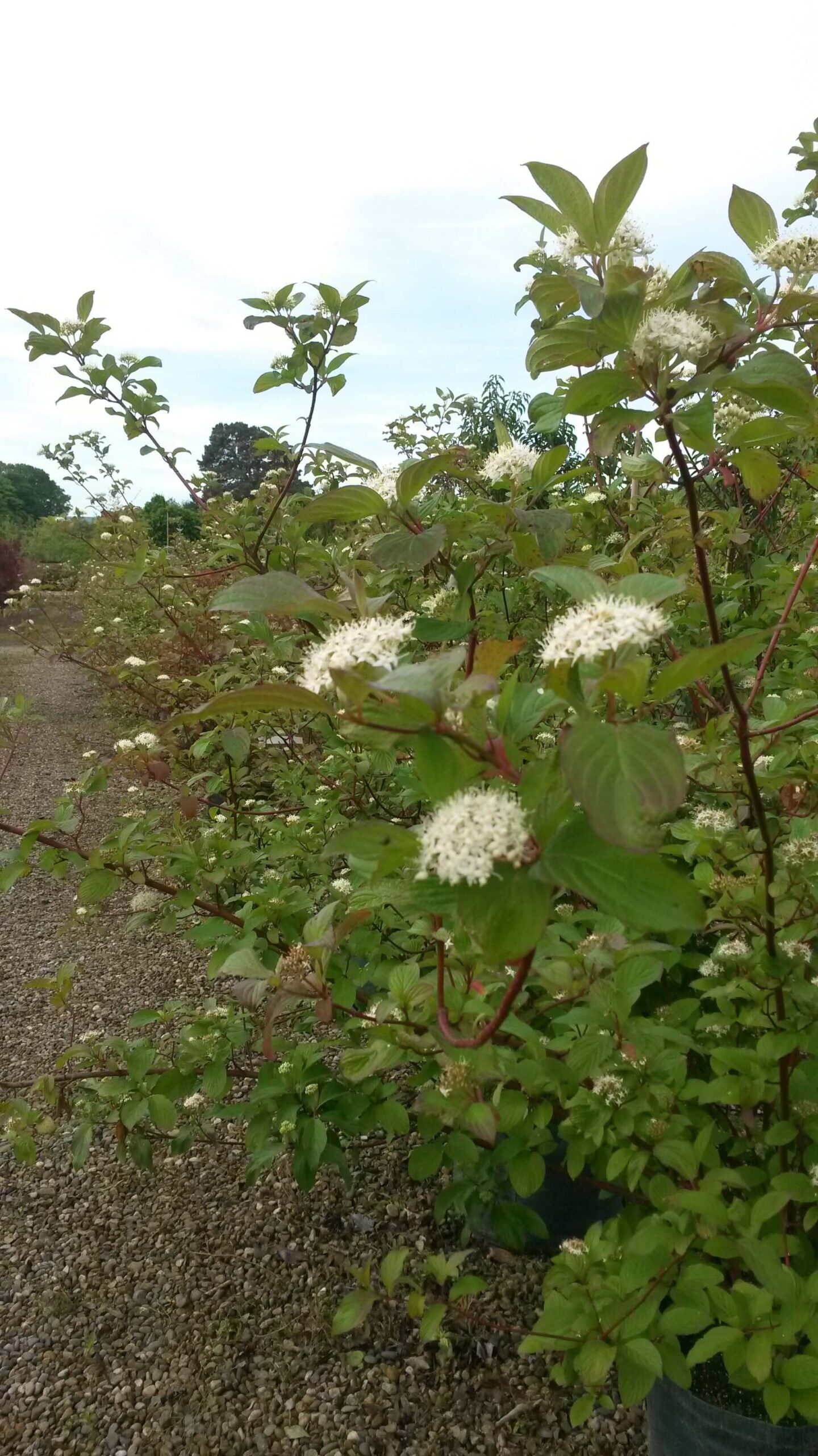 Dogwood