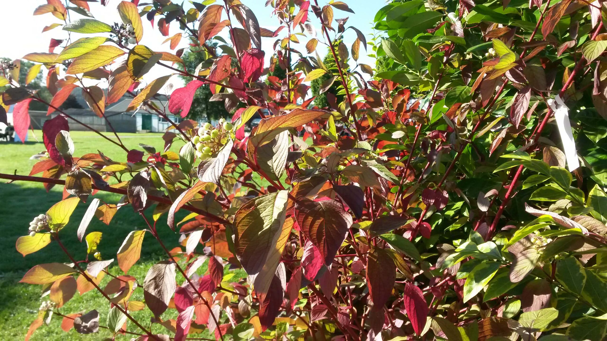 Dogwood in September