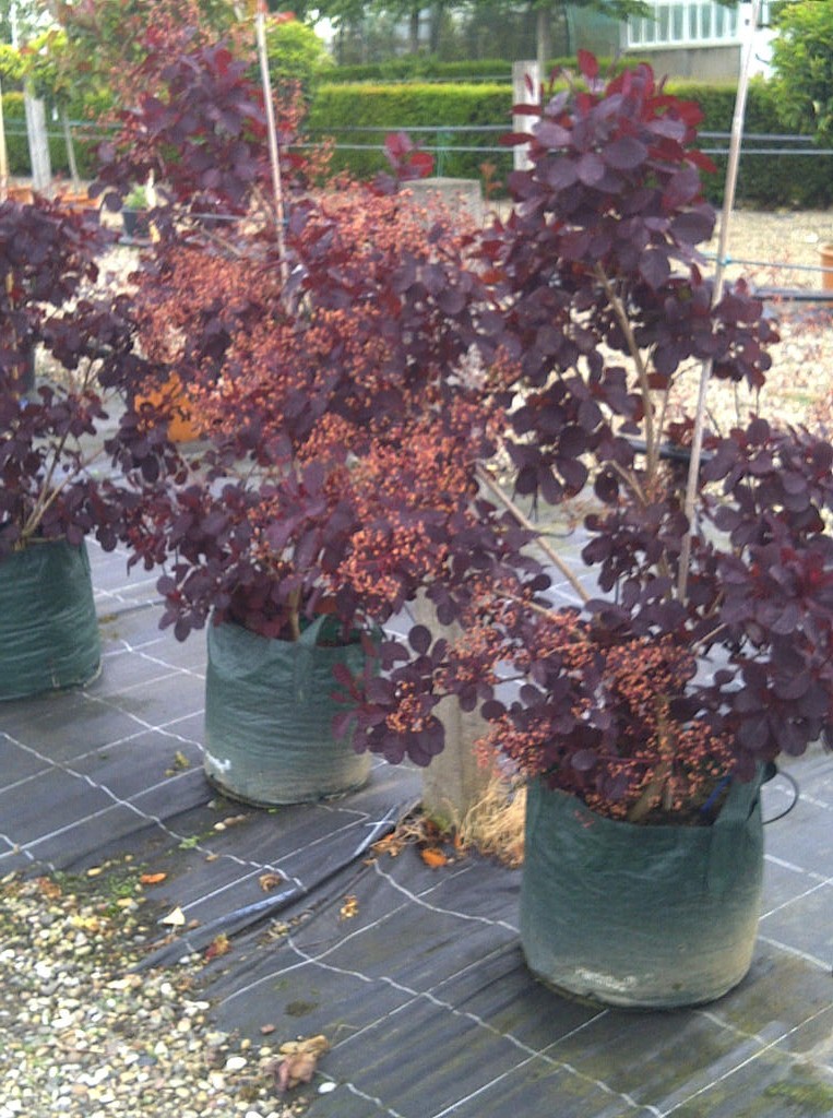 Smoke bush