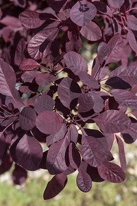 Smoke bush foliage