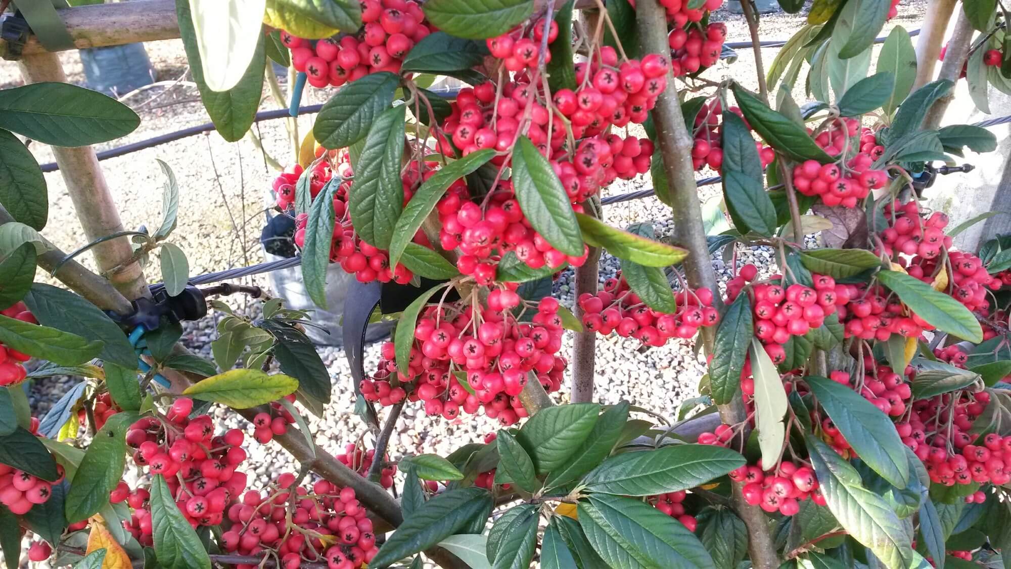Cotoneaster Cornubia berries