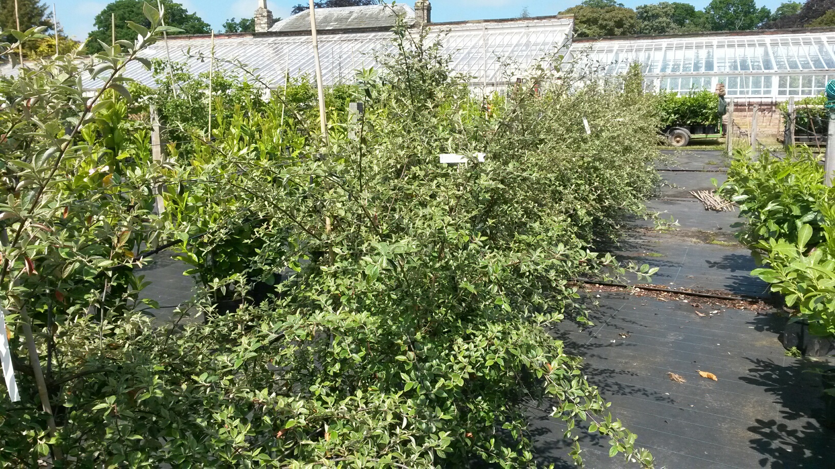 Cotoneaster Franchettii