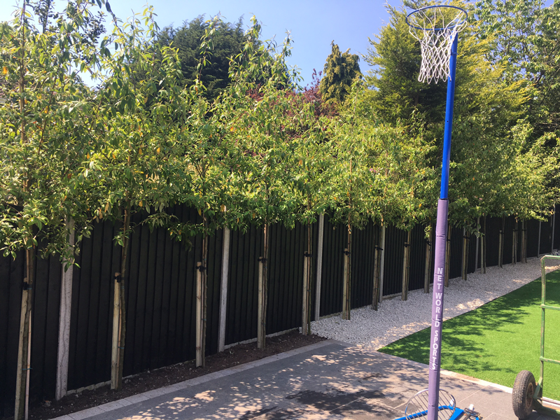 Cotoneaster standard tree - Cotoneaster cornubia
