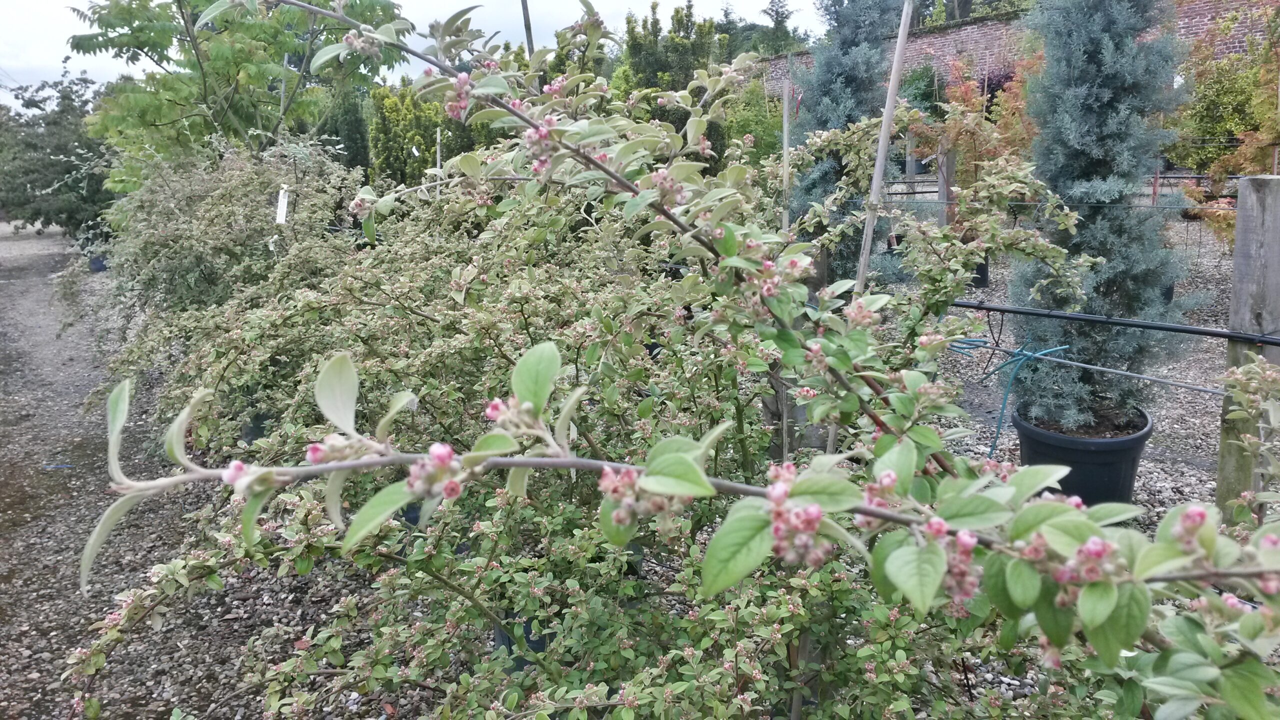 Cotoneaster Franchettii
