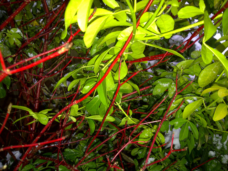 Dogwood