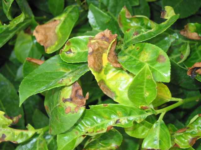 Laurel leaf showing downy mildew