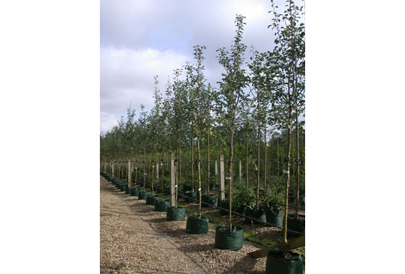 Conference Pear tree