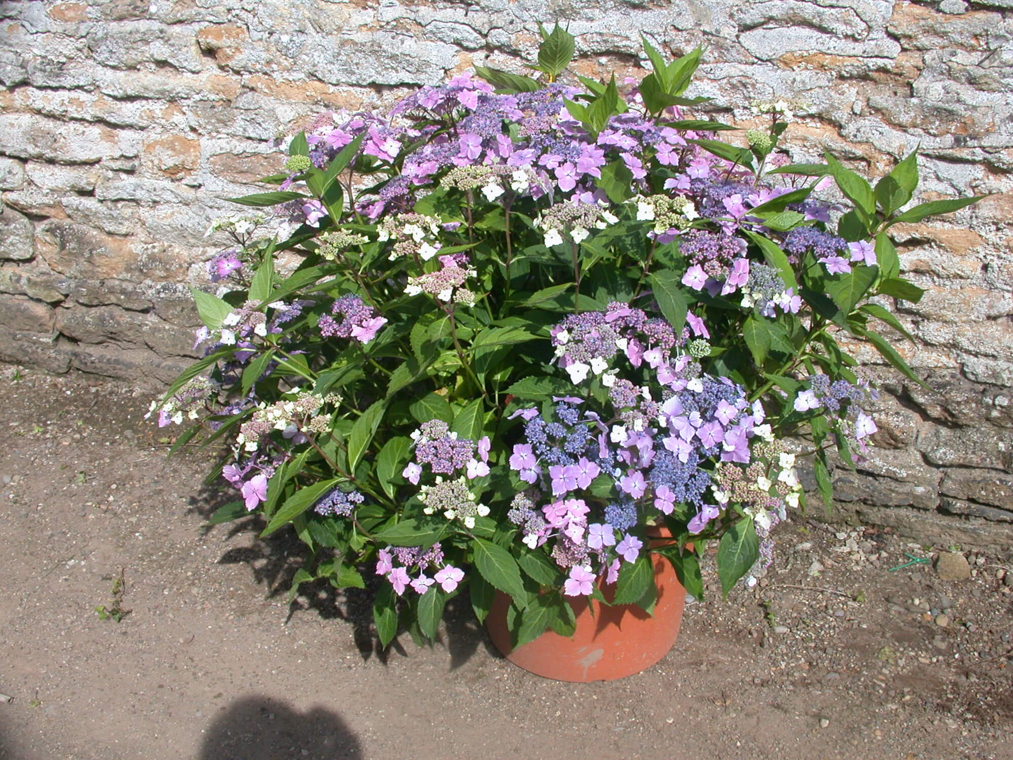 Hydrangea Blue Wave