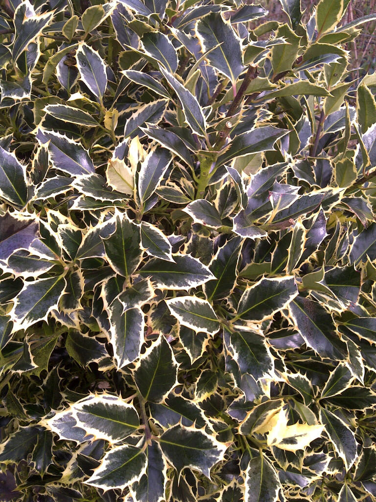 Ilex Handsworth leaves