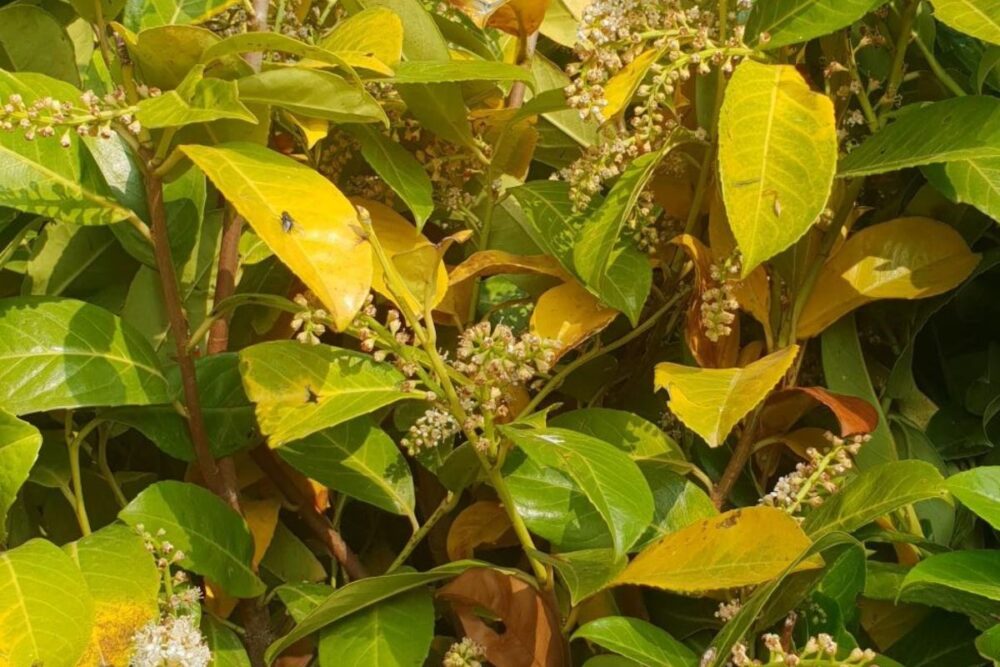 Yellowing laurel from lack of water