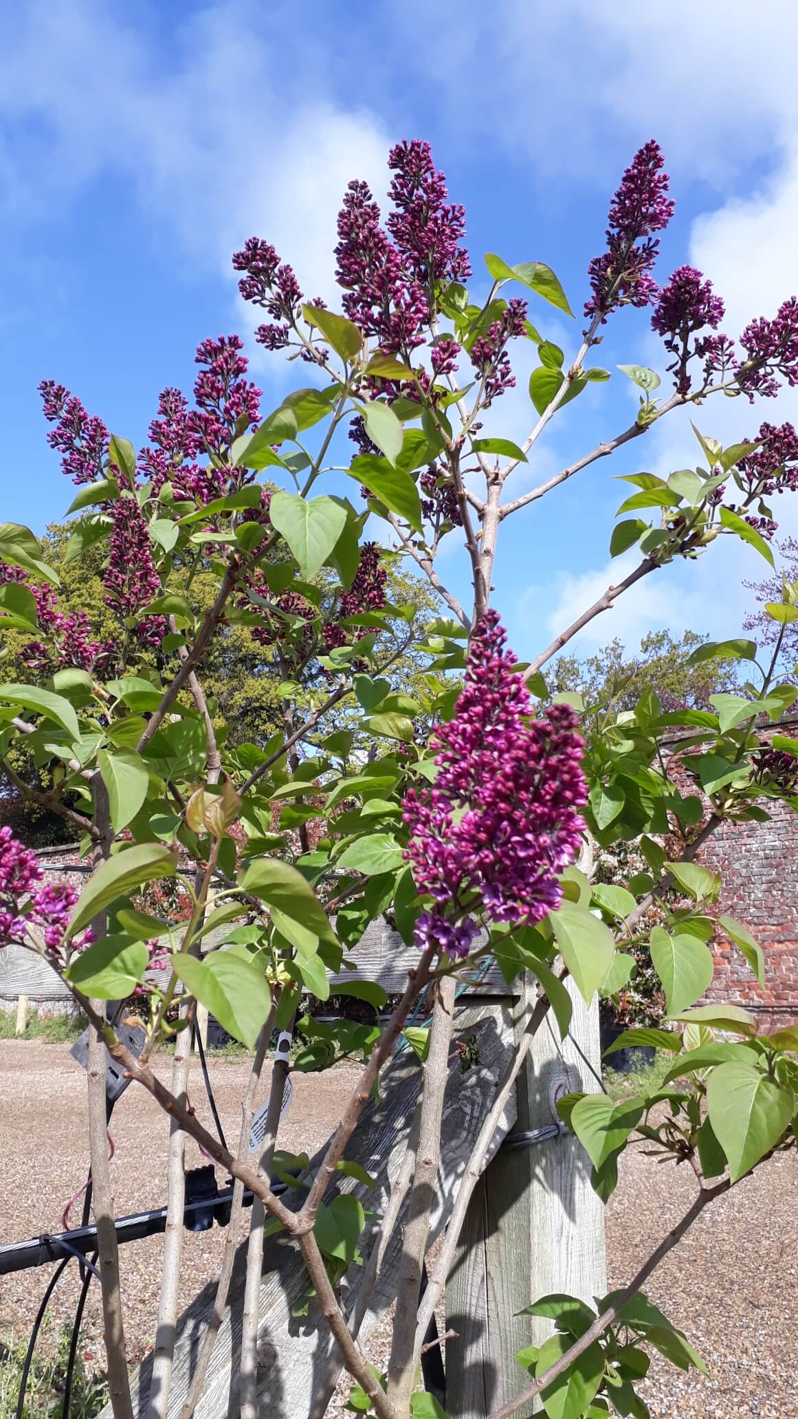 Lilac 'De Louis Spaeth'