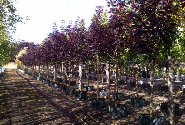 Purple leaved Norway maple
